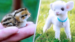 15 Cutest Pets You Can Legally Own [upl. by Estrella622]