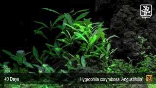 Hygrophila costata Angustifolia [upl. by Nele116]