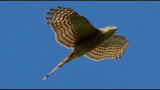 Sparrowhawk Bird Call Bird Song [upl. by Akcirred]