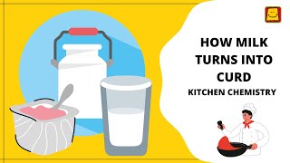 How does milk turn into curd  Kitchen Chemistry [upl. by Tnahsarp]