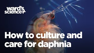 Caring and Culturing for Daphnia [upl. by Erej10]