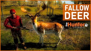 FALLOW DEER  theHunter Classic [upl. by Fenner]