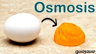 Eggs and Osmosis  A Fun Science Experiment [upl. by Eilime509]