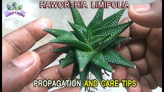 HAWORTHIA LIMIFOLIA propagation through offset division and Care Tips [upl. by Berwick]