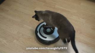 Cat shows HOW TO use iRobot Roomba Vacuum [upl. by Avot]