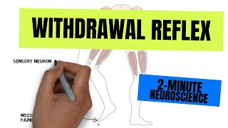 2Minute Neuroscience Withdrawal Reflex [upl. by Drolyag]