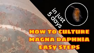 How to Culture Magna Daphnia Easily [upl. by Asalocin]