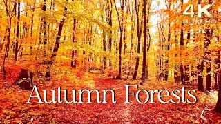 Enchanting Autumn Forests with Beautiful Piano Music  4K Autumn Ambience amp Fall Foliage [upl. by Ahsirkal]