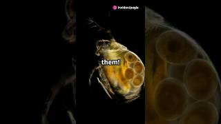 How to culture Daphnia for your Aquarium [upl. by Mcgregor]