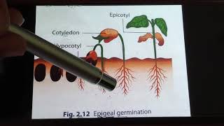 Epigeal and Hypogeal Germination [upl. by Atronna908]