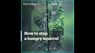 Hungry squirrels hilarious attempt to steal food from bird feeder [upl. by Aelanna770]