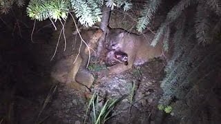 Cougar vs wolf Predators battle caught on camera in BC [upl. by Eliak]