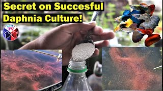 How to Culture Daphnia Successfully [upl. by Hsirt911]