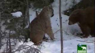 Cougar versus Bear [upl. by Atsirc488]