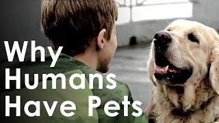 What Pets Teach Us About Life  Why Humans Like Having Pets [upl. by Enilarac941]