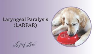 Laryngeal Paralysis LARPAR in Dogs [upl. by Nyltac]