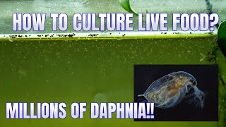 How to Culture Daphnia Secret Method to Breed MILLIONS  Simply Aquatic [upl. by Secnarfyram955]