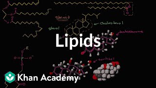 Lipid overview  Macromolecules  Biology  Khan Academy [upl. by Naihr701]