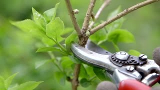 How to prune spring flowering shrubs  Grow at Home  Royal Horticultural Society [upl. by Eidnam]