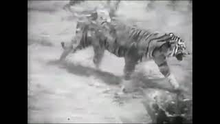 Sumatran Tiger vs African Lion Fight  New Footage  It was the lion who actually ran in the end [upl. by Emiaj]