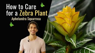 How to Care for a Zebra Plant Aphelandra Squarrosa [upl. by Ellennod961]