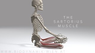 Sartorius Muscle 4K Animation [upl. by Kenwood]