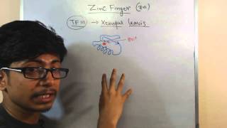 Zinc finger motif [upl. by Dhiren]