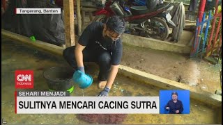 Sehari Menjadi Pencari Cacing Sutra [upl. by Ner]