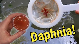 How I Culture Daphnia In Outdoor Tubs [upl. by Jahdol]