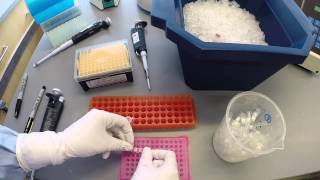 PCR Protocol  Part 2 [upl. by Dier]