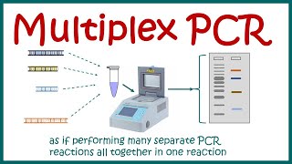 Multiplex PCR [upl. by Guilbert860]