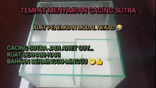 CARA MENYIMPAN CACING SUTRA AGAR AWET [upl. by Mis]