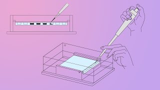 DNALC Short Gel Electrophoresis [upl. by Cherri]