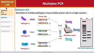 Multiplex PCR [upl. by Ajani]