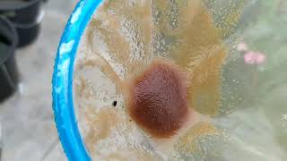 How to culture daphnia moina in a small container Part 1 English Subtitle [upl. by Isabelita]