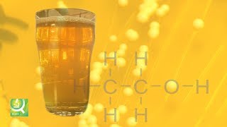 Science of Beer Tapping the Power of Brewers Yeast [upl. by Marlin]