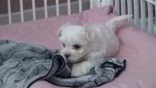 Chiots bichons maltais [upl. by Nevur]