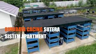 Budidaya Cacing Sutera Sistem Apartmen [upl. by Anyzratak]