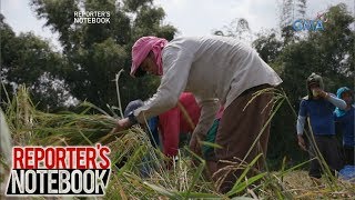 Reporters Notebook Bagsakpresyong halaga ng palay paano binabawi ng mga magsasaka [upl. by Filippa]