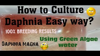 Daphnia MagnaHow to Culture Daphnia Easy wayCulturing Daphnia using Green water Daphnia [upl. by Ginger]