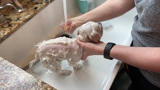 Bathing your Dog at Home Maltese [upl. by Camarata]