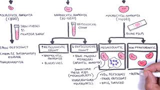 Anaemia anemia  classification microcytic normocytic and macrocytic and pathophysiology [upl. by Peppy58]