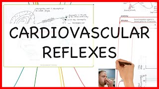 CARDIOVASCULAR REFLEXES PHYSIOLOGY SERIES [upl. by Yetsirhc]