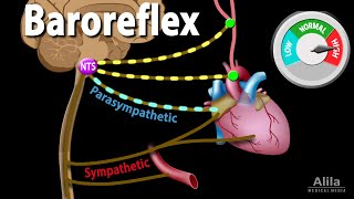 The Muscle Spindle Reflex Arc Stretch or Patellar Reflex [upl. by Yerag]