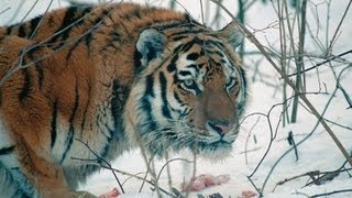 Amur Tiger in the Third Millennium FullHD [upl. by Kameko]