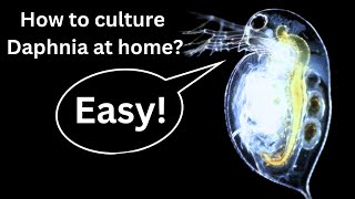 BEST Live Fish Food Beginner guide How to Culture Daphnia at home [upl. by Ennail]