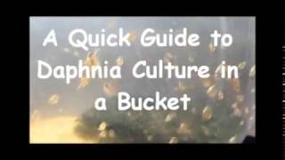 How to culture daphnia outside [upl. by Deehahs]