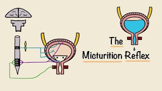 The Micturition Reflex  Bladder Nerve Supply  Renal Physiology [upl. by Saile]