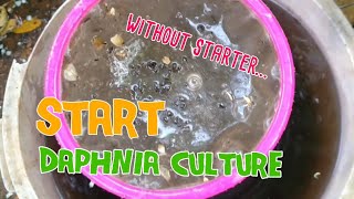 How to culture daphnia moina the easy way 1  Starting the Daphnia culture [upl. by Treblah329]