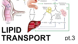 Lipid Transport Pt 3 [upl. by Ahsenek789]